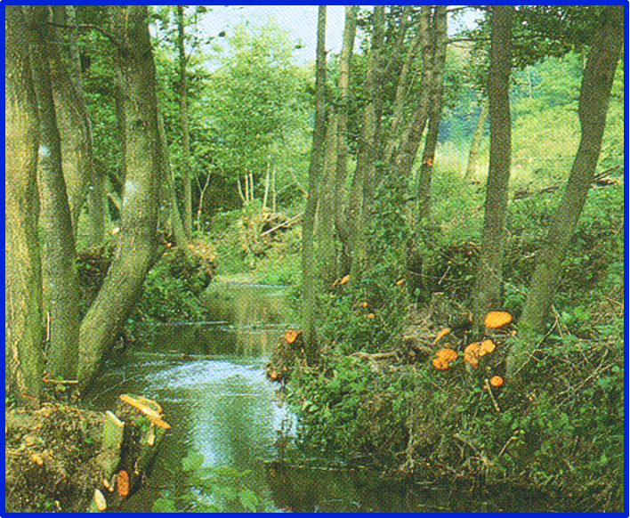 Restauration, entretien et aménagement d'un cours d'eau